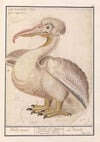 Kroeskoppelikaan (Pelecanus crispus) (1596-1610)