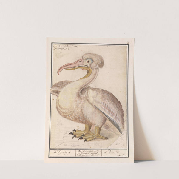 Kroeskoppelikaan (Pelecanus crispus) (1596-1610) by Anselmus Boëtius de Boodt