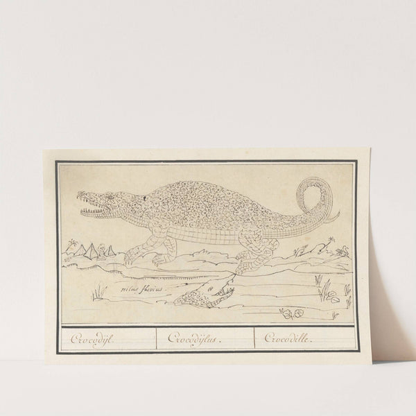 Krokodil (Crocodylidae) Crocodijl. Crocodijlus. Crocodille. (1596-1610) by Anselmus Boëtius de Boodt