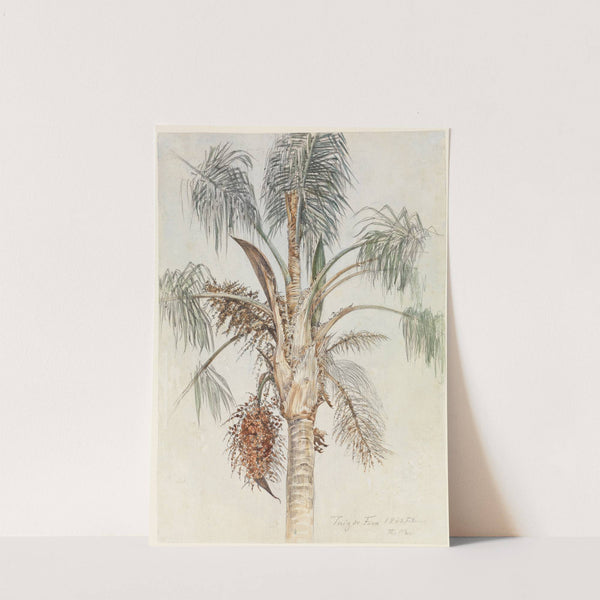 Krone einer Palme (Syagrus macrocarpa) in Juiz de Fora (1860) by Ferdinand Keller