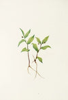Bogbean. Menyanthes trifoliata
