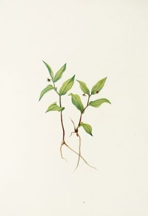 Bogbean. Menyanthes trifoliata
