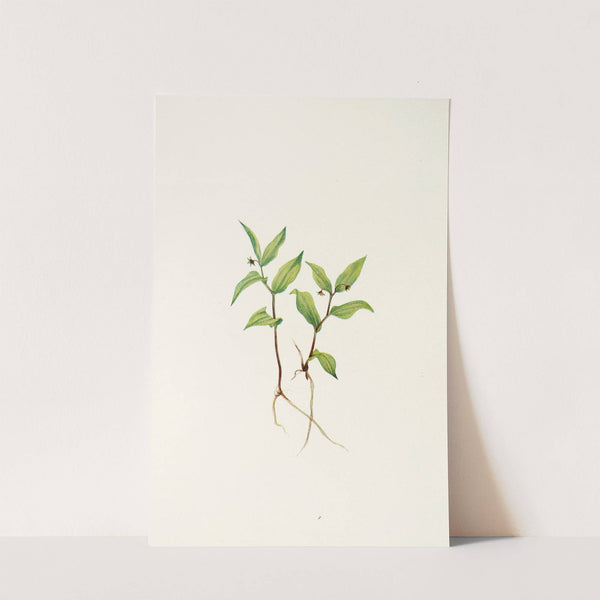 Kruhsea (flower). (Kruhsea streptopoides) (1925) by Mary Vaux Walcott