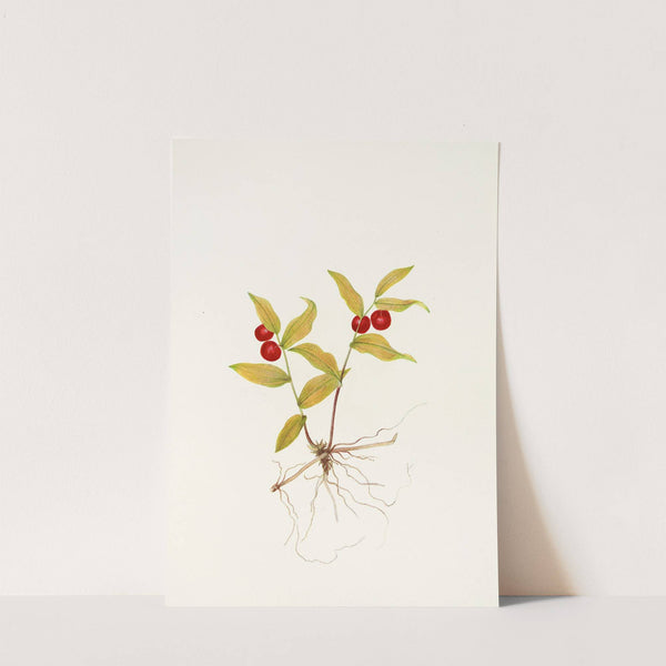 Kruhsea (fruit). (Kruhsea streptopoides) (1925) by Mary Vaux Walcott