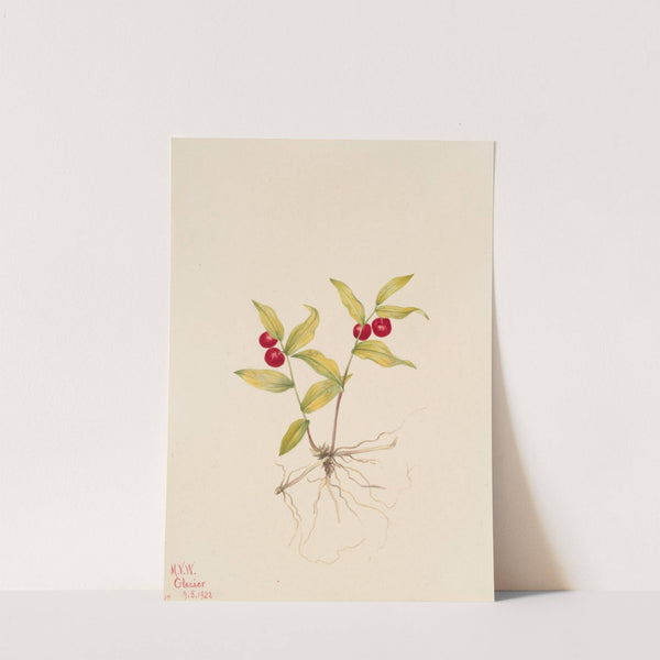 Kruhsea (Kruhsea streptopoides) (1922) by Mary Vaux Walcott