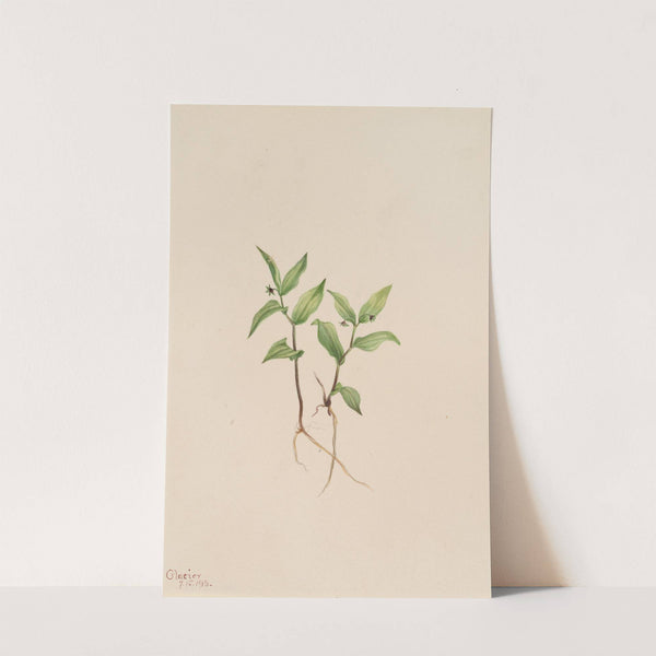 Kruhsea (Kruhsea streptopoides) (1913) by Mary Vaux Walcott