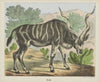 Kudu (1829-1880)