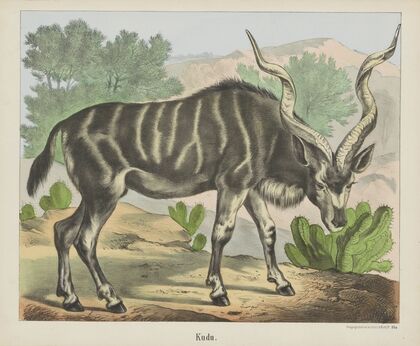 Kudu (1829-1880)