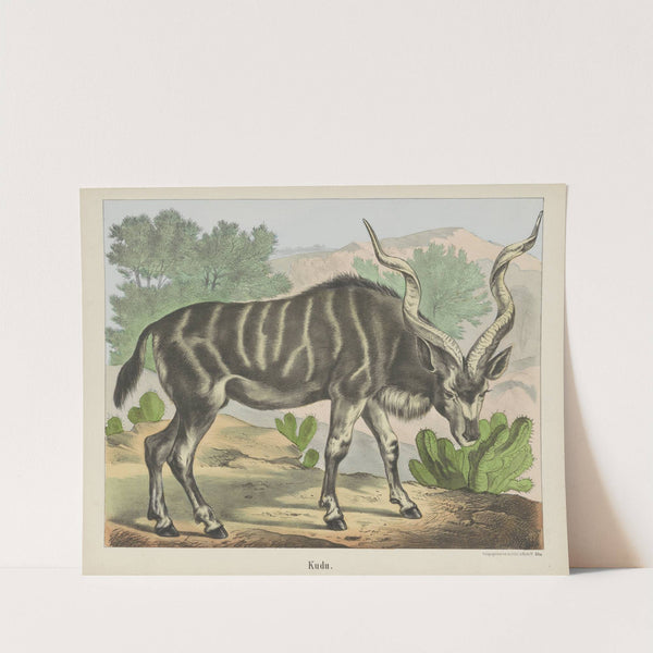 Kudu (1829-1880) by Joseph Scholz