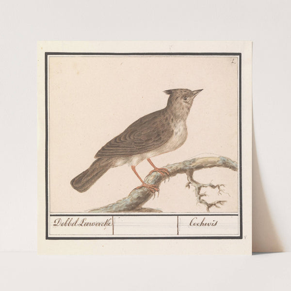 Kuifleeuwerik (Galerida cristata) (1596-1610) by Anselmus Boëtius de Boodt