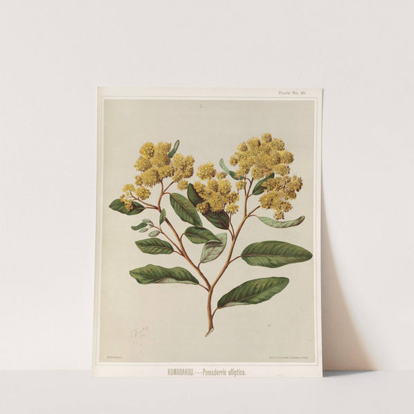 Kumarahou. - Pomaderris elliptica. Plate 20 by Sarah Featon