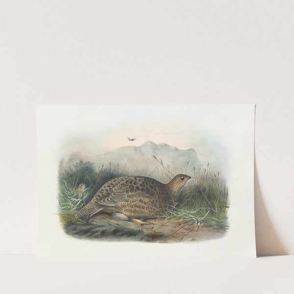 Kunalee Grouse by Daniel Giraud Elliot