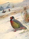 Kuser’s Blood Partridge (1918-1922)