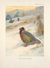 Kuser’s Blood Partridge (Ithagenes kuseri). (1918-1922)