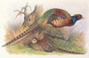 Kweichow Pheasant
