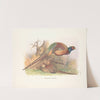 Kweichow Pheasant (Phasianus colchicus decollatus). (1918-1922) by Henry Jones