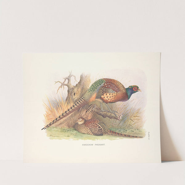 Kweichow Pheasant (Phasianus colchicus decollatus). (1918-1922) by Henry Jones