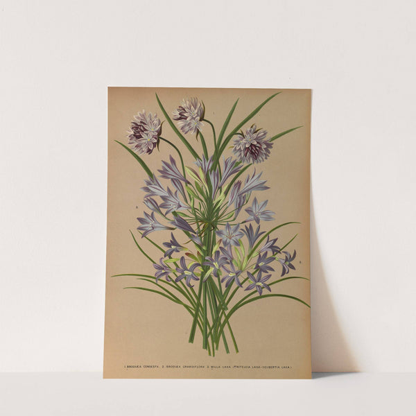 L.Brodiea Congesta . 2.Brodiea Grandlflora . 3 . Milla Laxa (Triteleia Laxa – Seubertia Laxa ) (1872-1881) by Arentina Hendrica Arendsen
