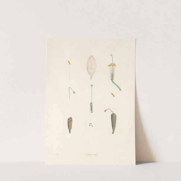 La botanique de J. J. Rousseau Pl 02 by Pierre Joseph Redouté