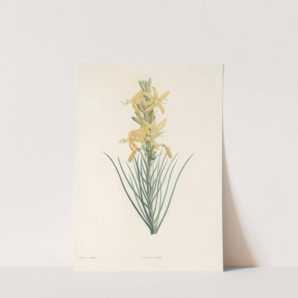 La botanique de J. J. Rousseau Pl 03 by Pierre Joseph Redouté