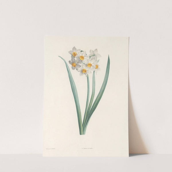 La botanique de J. J. Rousseau Pl 05 by Pierre Joseph Redouté