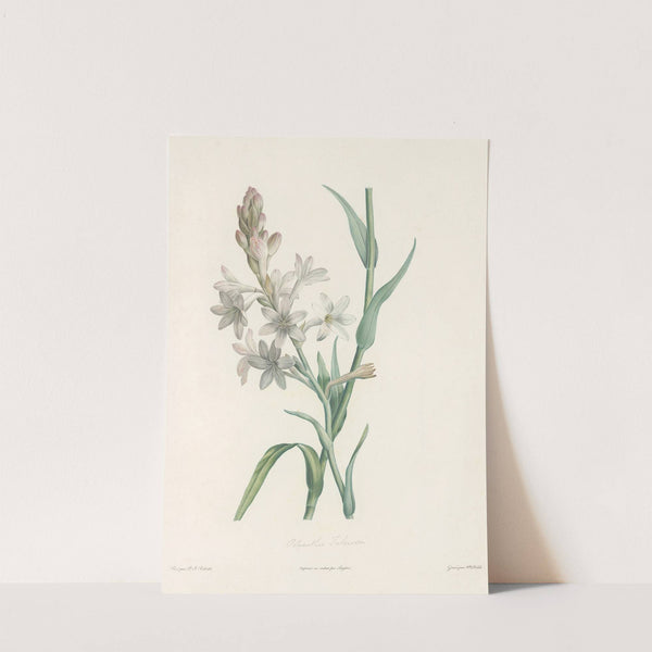 La botanique de J. J. Rousseau Pl 06 by Pierre Joseph Redouté