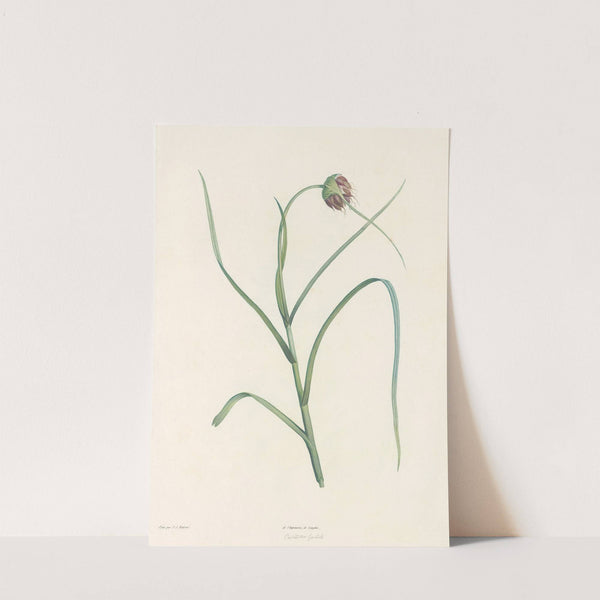 La botanique de J. J. Rousseau Pl 07 by Pierre Joseph Redouté