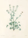 La botanique de J. J. Rousseau Pl 10