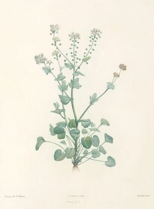 La botanique de J. J. Rousseau Pl 10