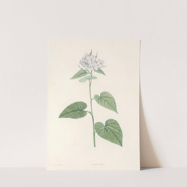 La botanique de J. J. Rousseau Pl 12 by Pierre Joseph Redouté