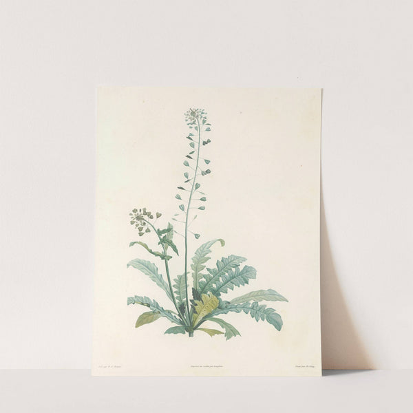 La botanique de J. J. Rousseau Pl 13 by Pierre Joseph Redouté