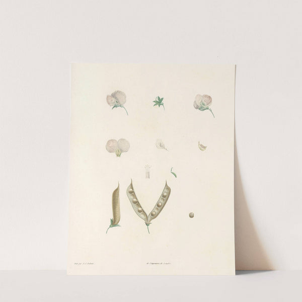 La botanique de J. J. Rousseau Pl 15 by Pierre Joseph Redouté