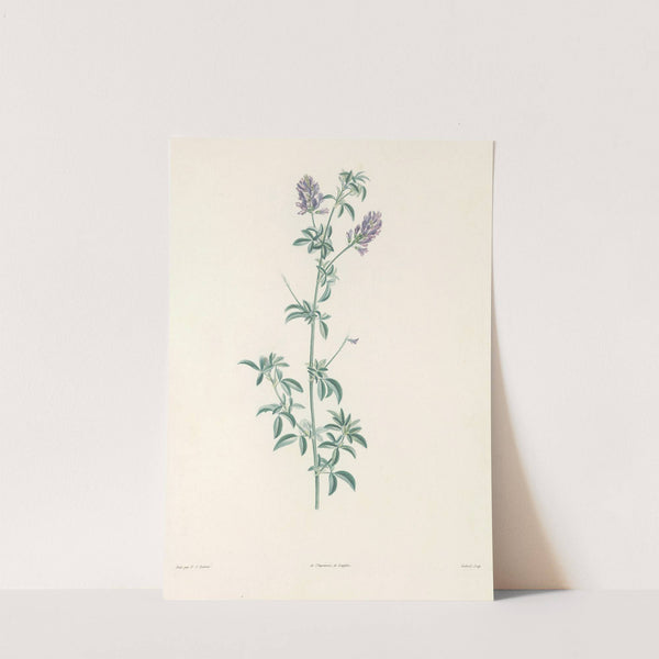 La botanique de J. J. Rousseau Pl 17 by Pierre Joseph Redouté