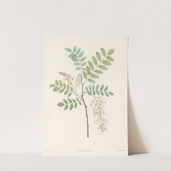 La botanique de J. J. Rousseau Pl 18 by Pierre Joseph Redouté