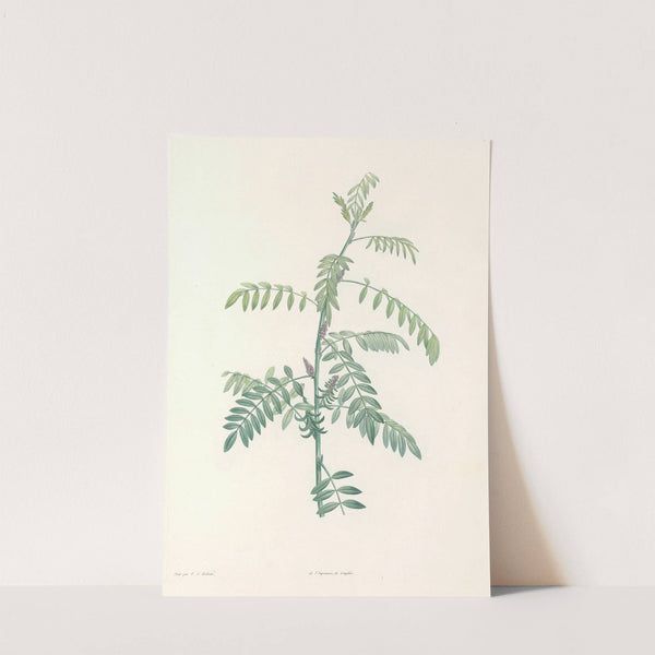 La botanique de J. J. Rousseau Pl 19 by Pierre Joseph Redouté