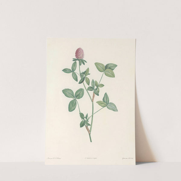 La botanique de J. J. Rousseau Pl 20 by Pierre Joseph Redouté