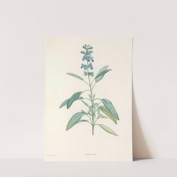 La botanique de J. J. Rousseau Pl 22 by Pierre Joseph Redouté