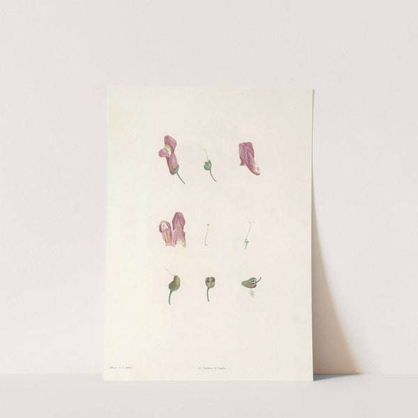 La botanique de J. J. Rousseau Pl 25 by Pierre Joseph Redouté