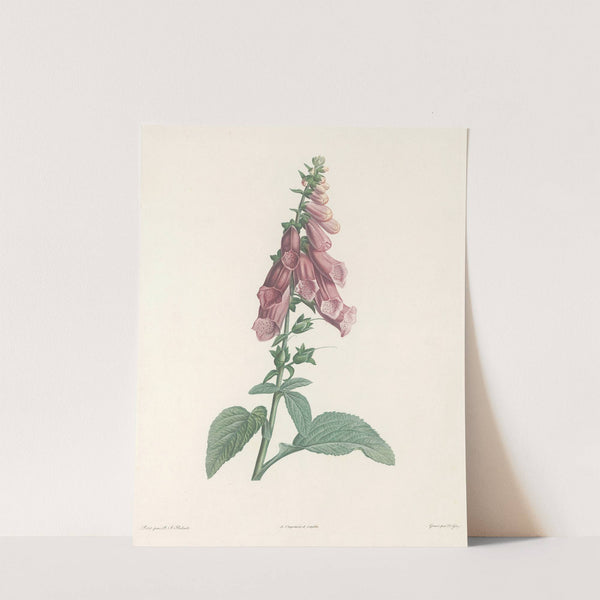 La botanique de J. J. Rousseau Pl 27 by Pierre Joseph Redouté