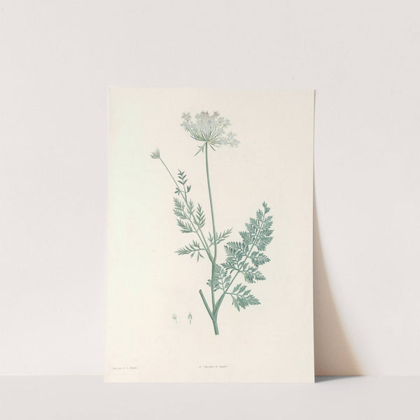 La botanique de J. J. Rousseau Pl 28 by Pierre Joseph Redouté