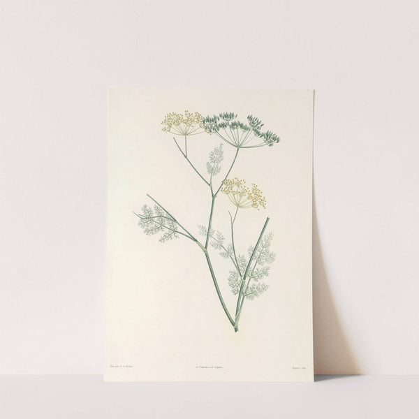 La botanique de J. J. Rousseau Pl 30 by Pierre Joseph Redouté