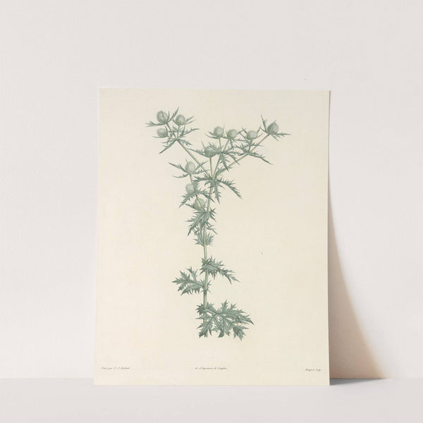 La botanique de J. J. Rousseau Pl 32 by Pierre Joseph Redouté