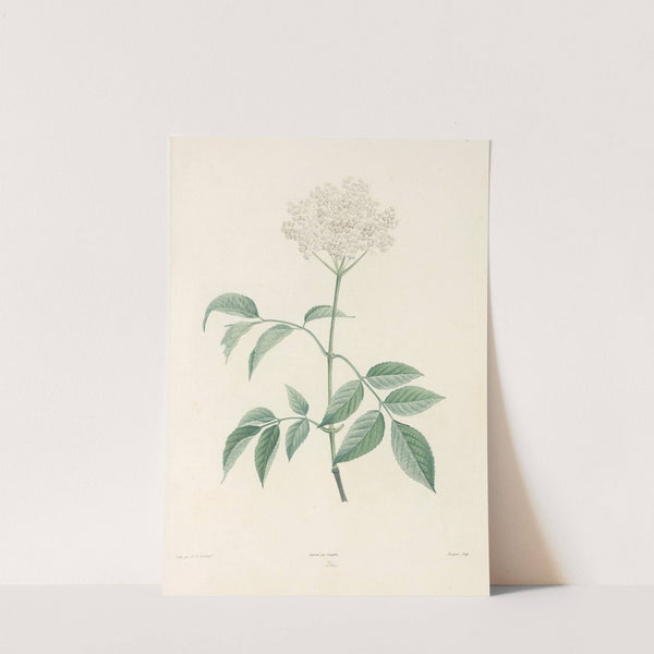 La botanique de J. J. Rousseau Pl 33 by Pierre Joseph Redouté