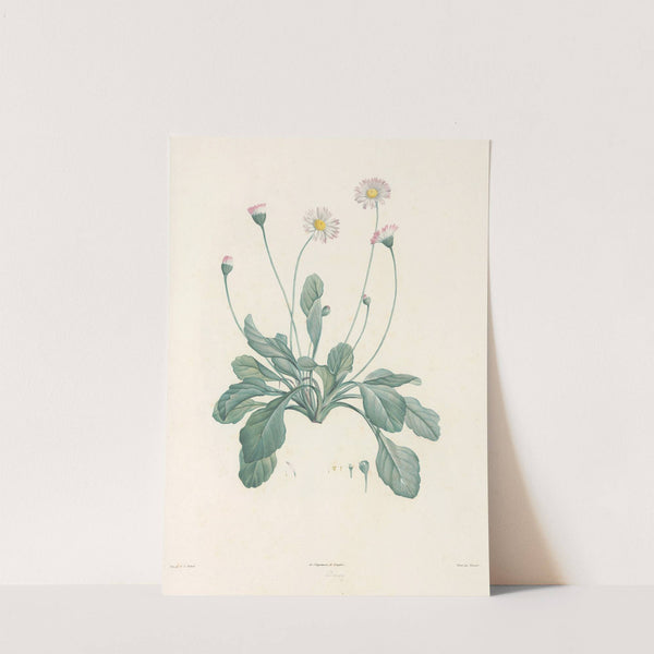 La botanique de J. J. Rousseau Pl 34 by Pierre Joseph Redouté