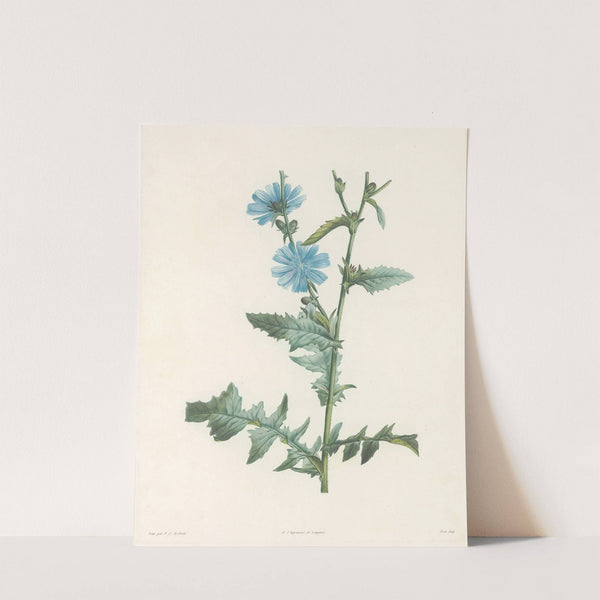 La botanique de J. J. Rousseau Pl 36 by Pierre Joseph Redouté