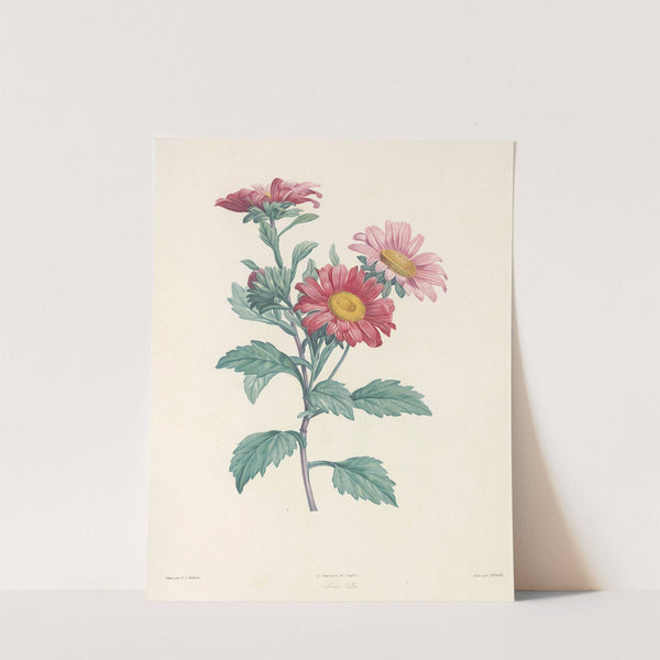 La botanique de J. J. Rousseau Pl 38 by Pierre Joseph Redouté