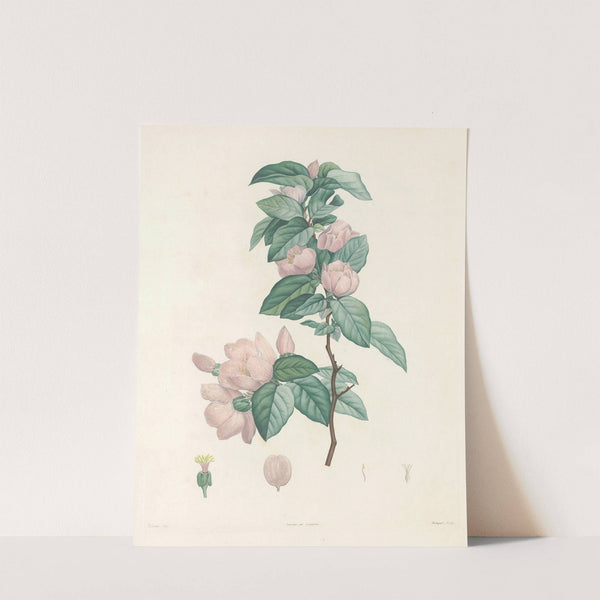 La botanique de J. J. Rousseau Pl 40 by Pierre Joseph Redouté