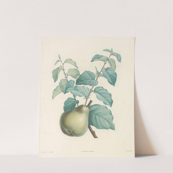 La botanique de J. J. Rousseau Pl 41 by Pierre Joseph Redouté