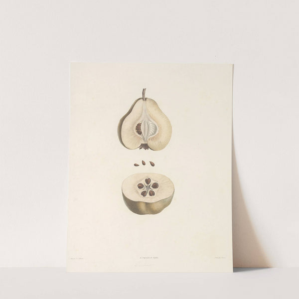 La botanique de J. J. Rousseau Pl 42 by Pierre Joseph Redouté