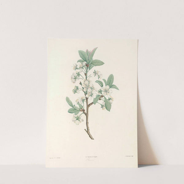 La botanique de J. J. Rousseau Pl 43 by Pierre Joseph Redouté